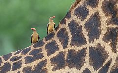 Red-billed Oxpecker